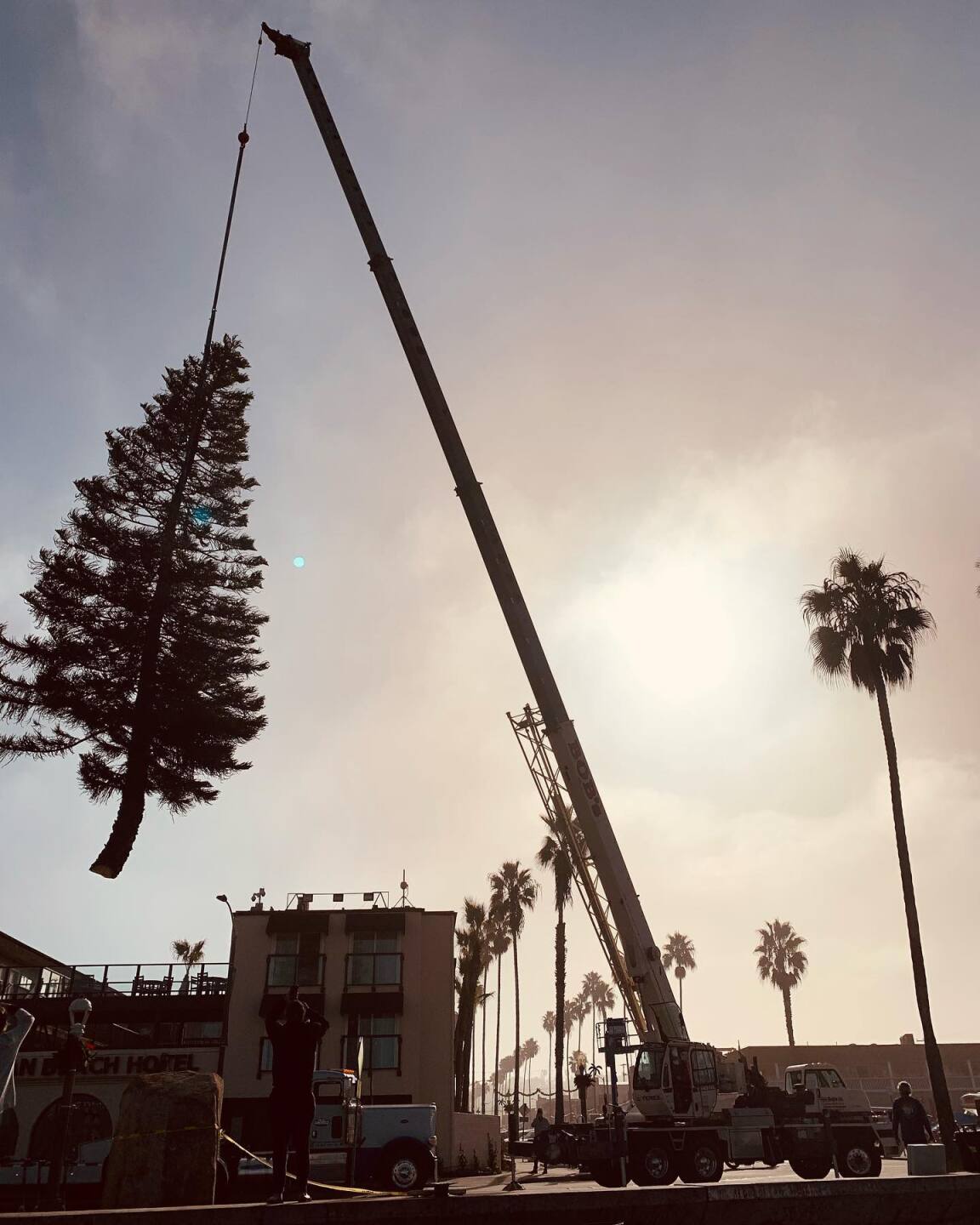 ocean beach crooked christmas tree 2021_3.jpeg