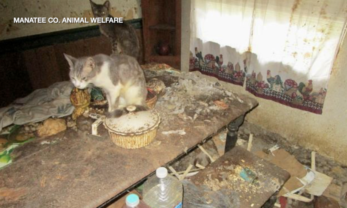 Cats living in hoarding home in Manatee County