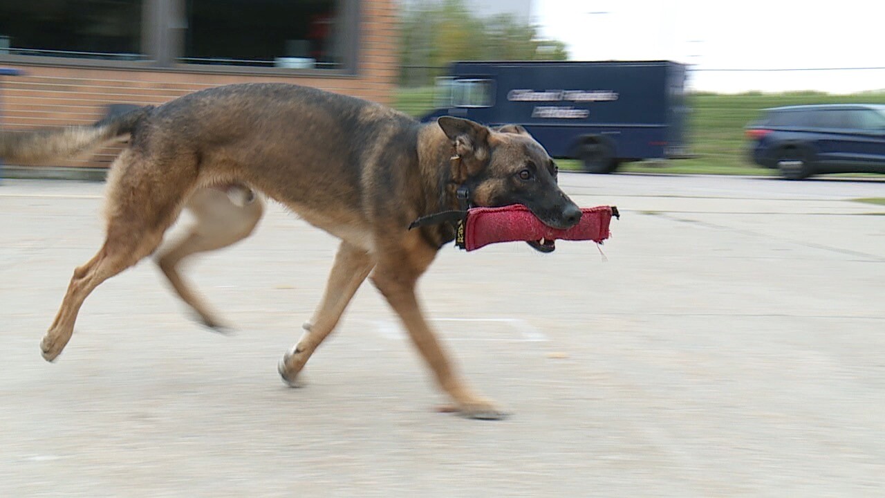 Dozer Running Around 2.jpg