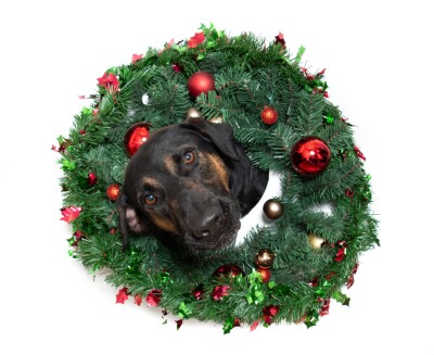 Woods Humane Society 