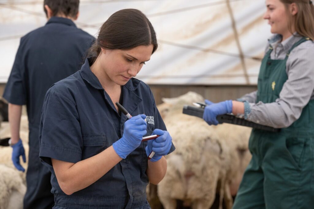 State of Colorado expands veterinary student debt relief program, applicants welcome
