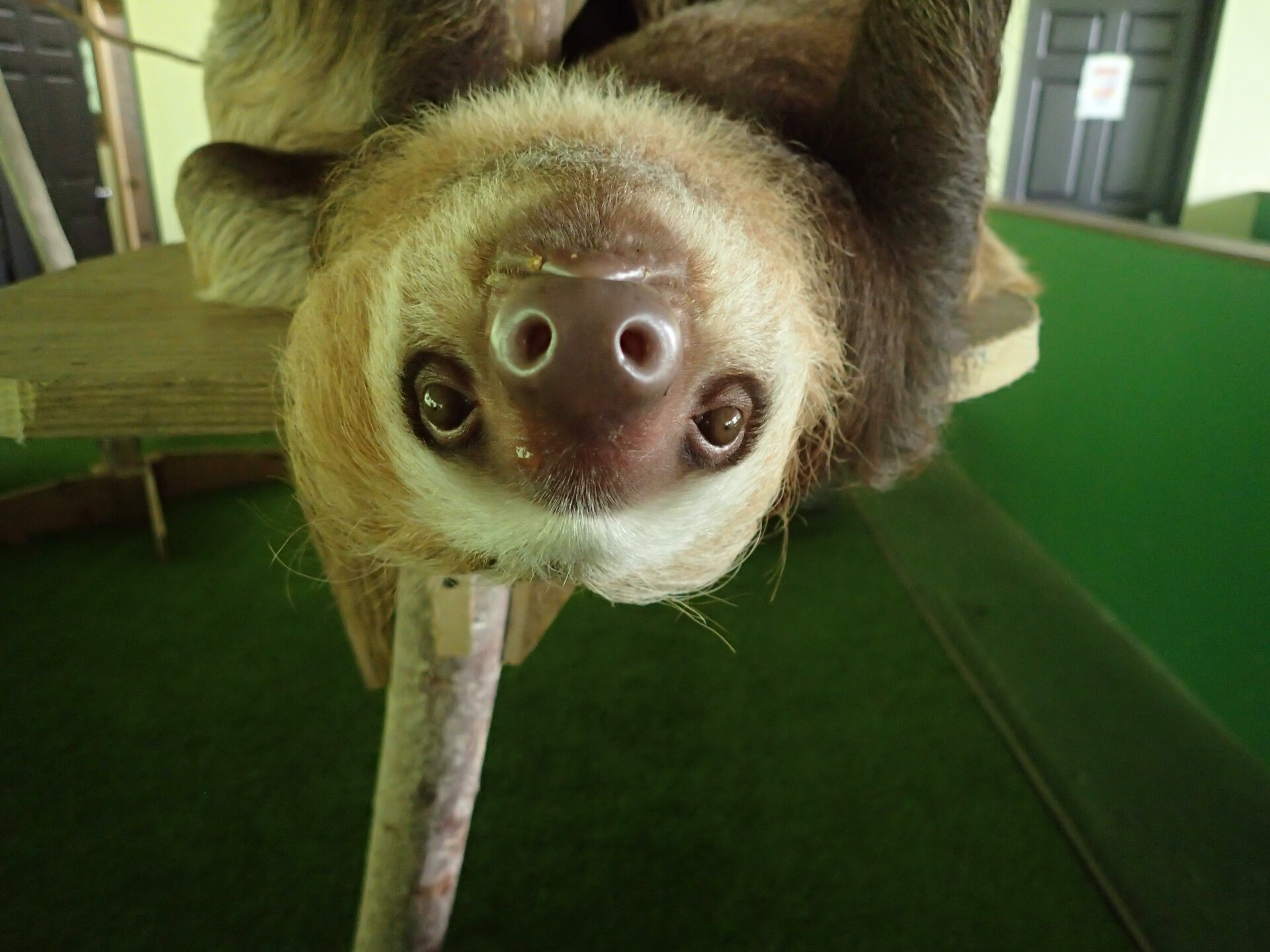 Baby Sloths (17).JPG
