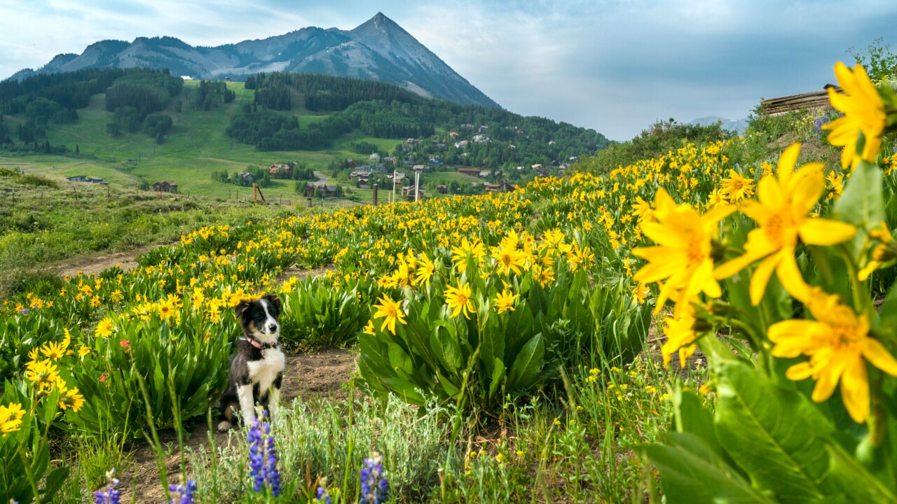 Crested Butte Wildflowers