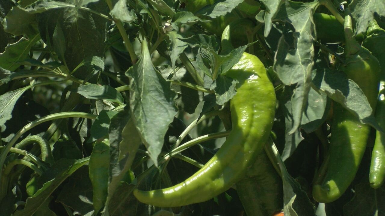 Pueblo pepper picked in Durango taste test