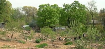 Common Orchards .jpg