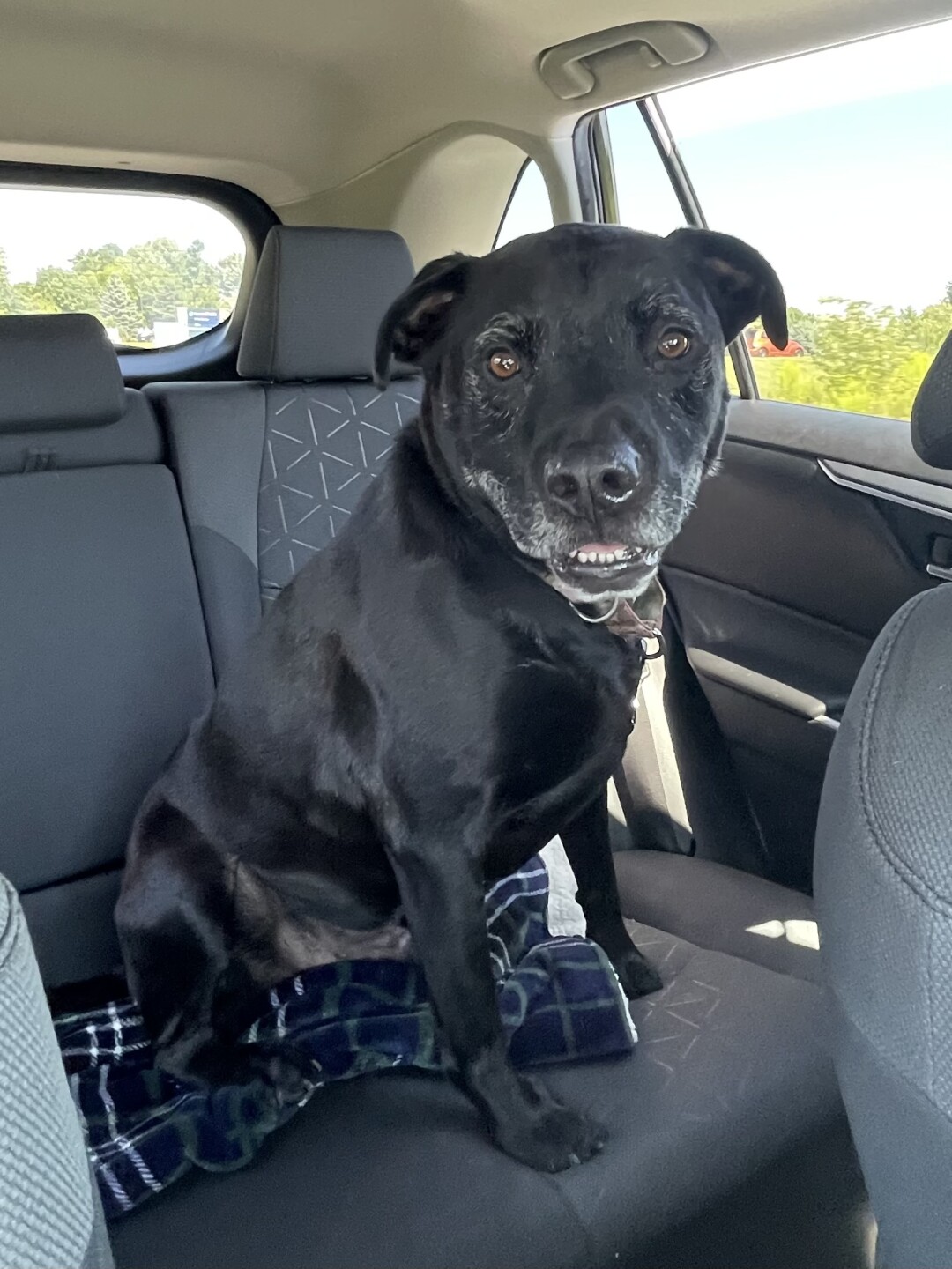 Pet Adoption Tuesday: Meet Lincoln!