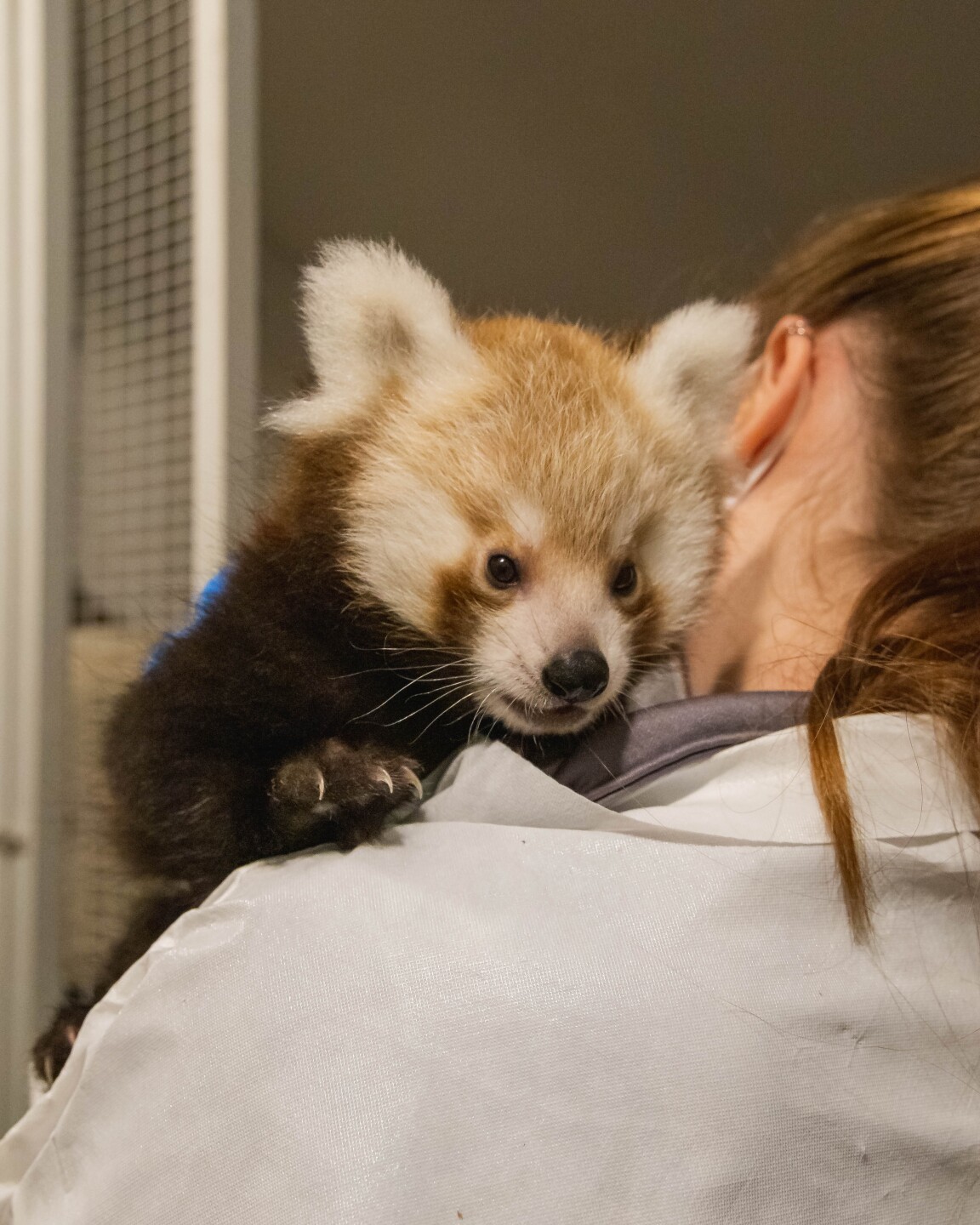 jbz male red panda cub.jpg