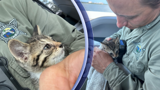 cat saved.png