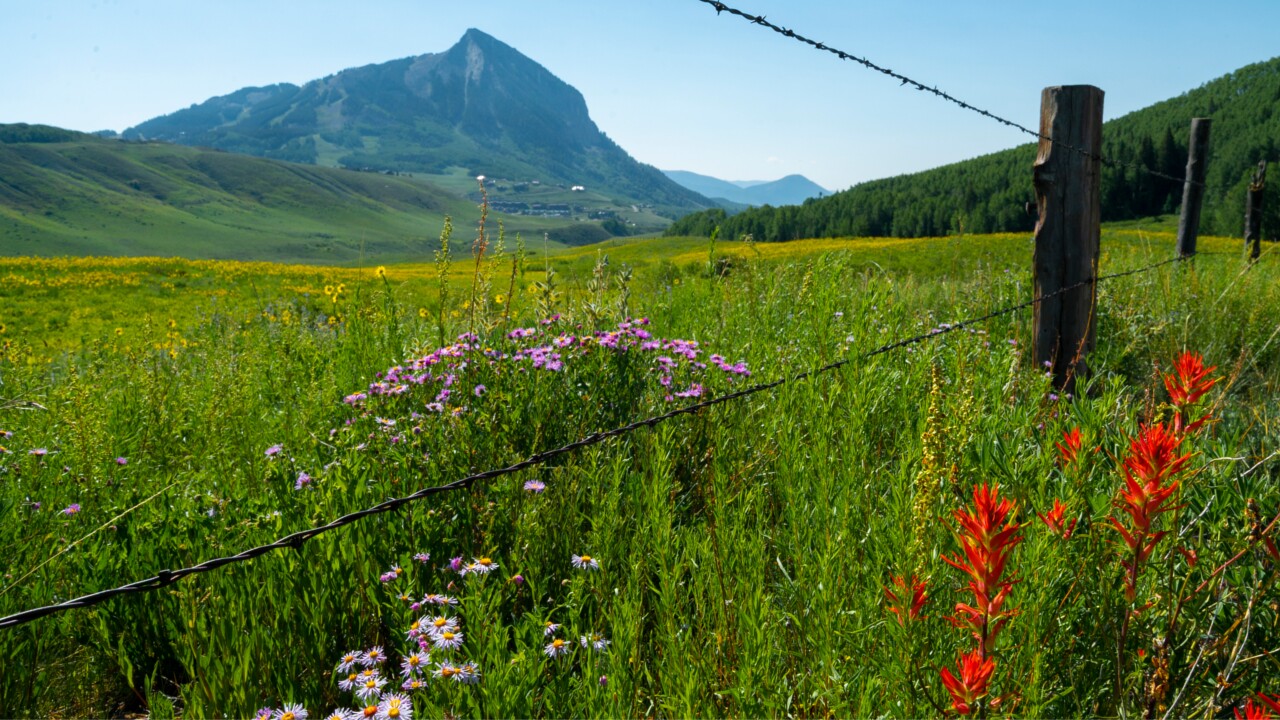 Crested Butte Wildflowers