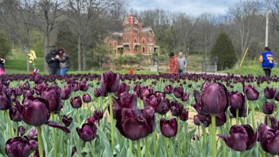Black tulips in Vevay