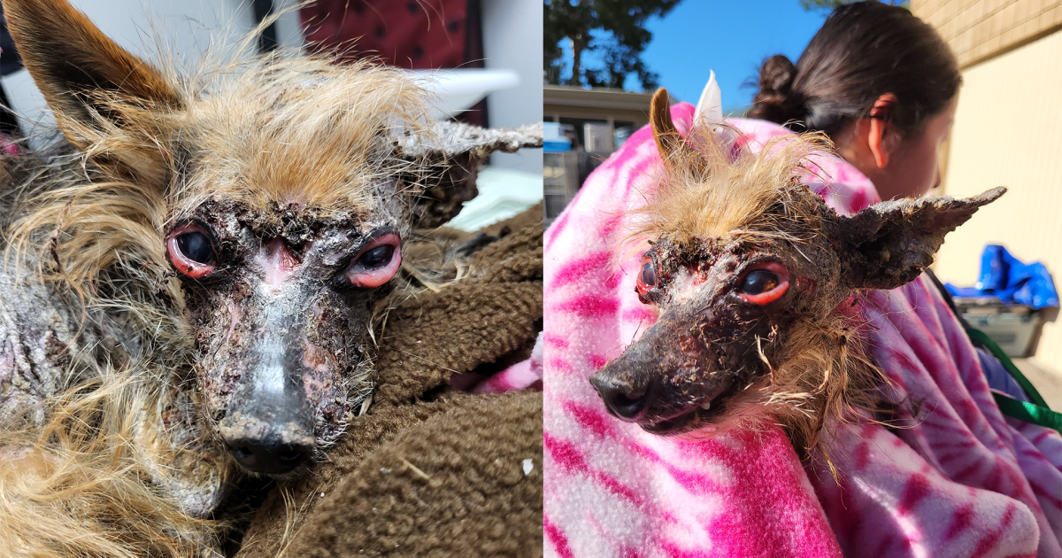 GRAPHIC: Reward offered after dog abandoned, left for dead at Escondido park