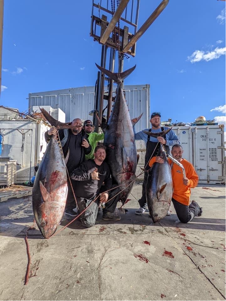 giant bluefin tuna