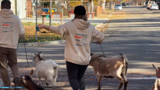 Goat walking 1.png