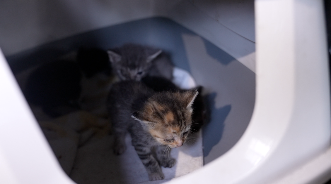 Kittens in need of help