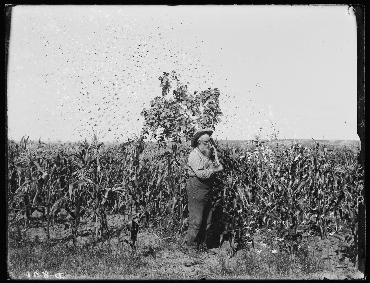 Homesteader photo 5.jpg