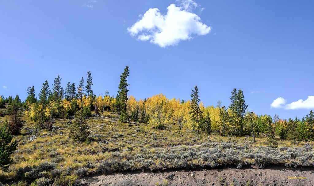 Near the Gold Hill Trailhead on Highway 9 leading towards Breckenridge_by Steve Johnson