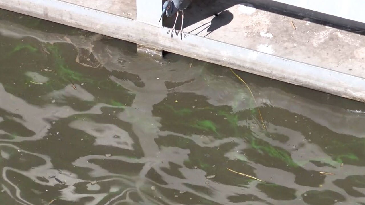 Algae near the Port Mayaca Lock on April 5, 2021