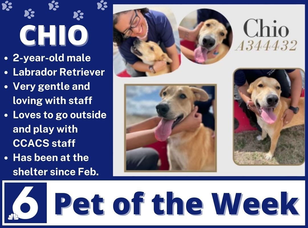 Pet of the Week: Chio 