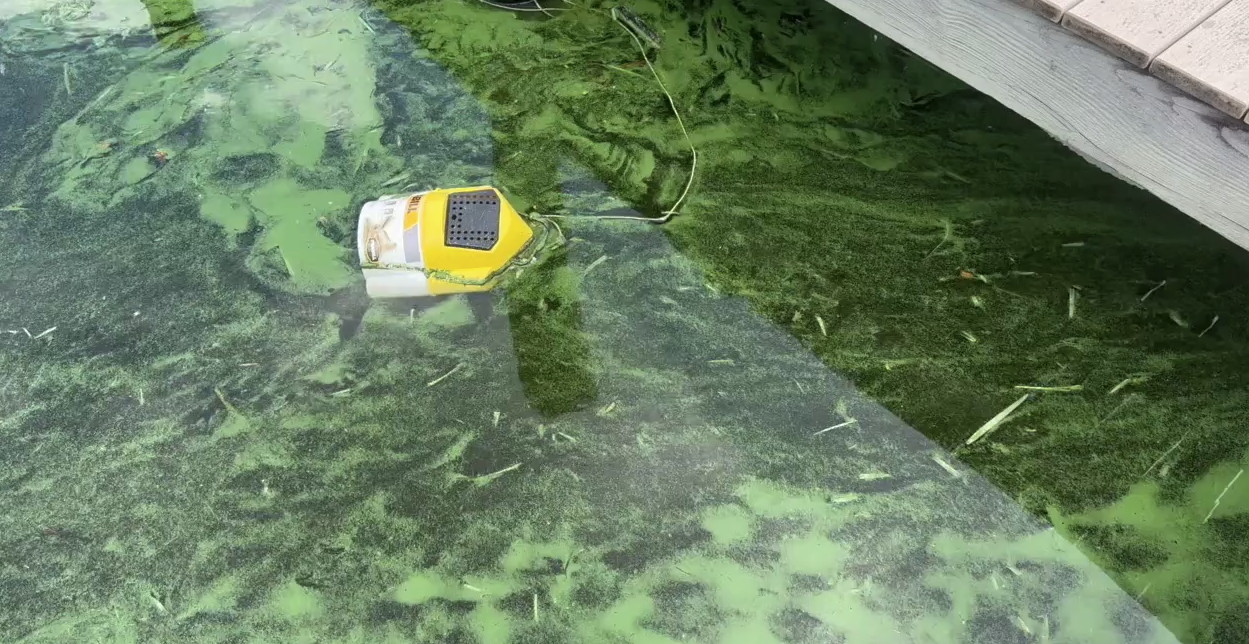 Blue Green Algae in Cape Coral