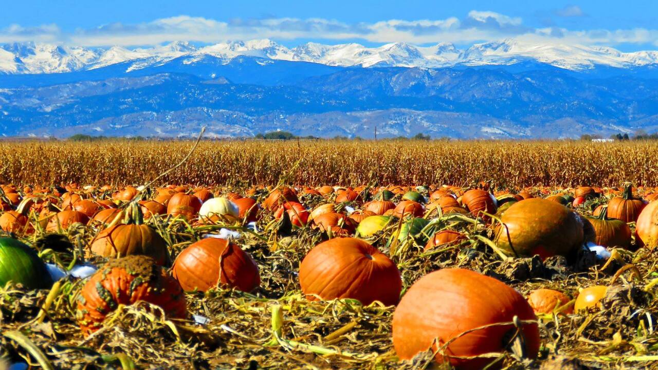 Pumpkin patch locations to visit across Colorado