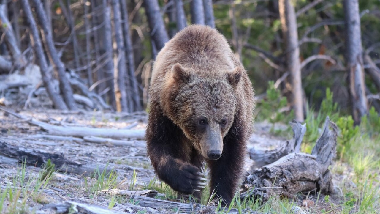 gbearx.jpg