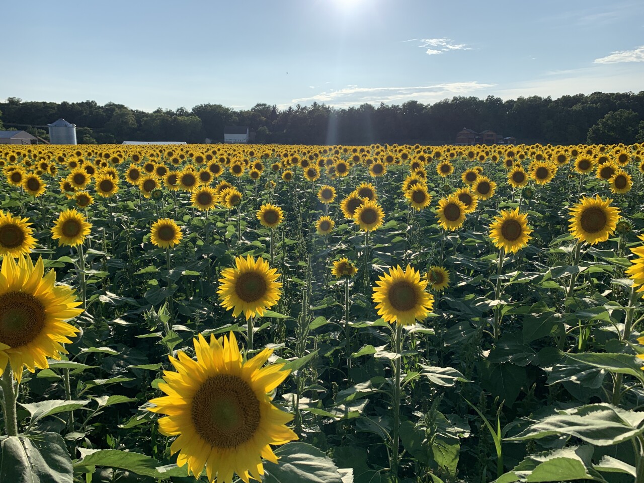 500,000 sunflowers on display in Oconomowoc
