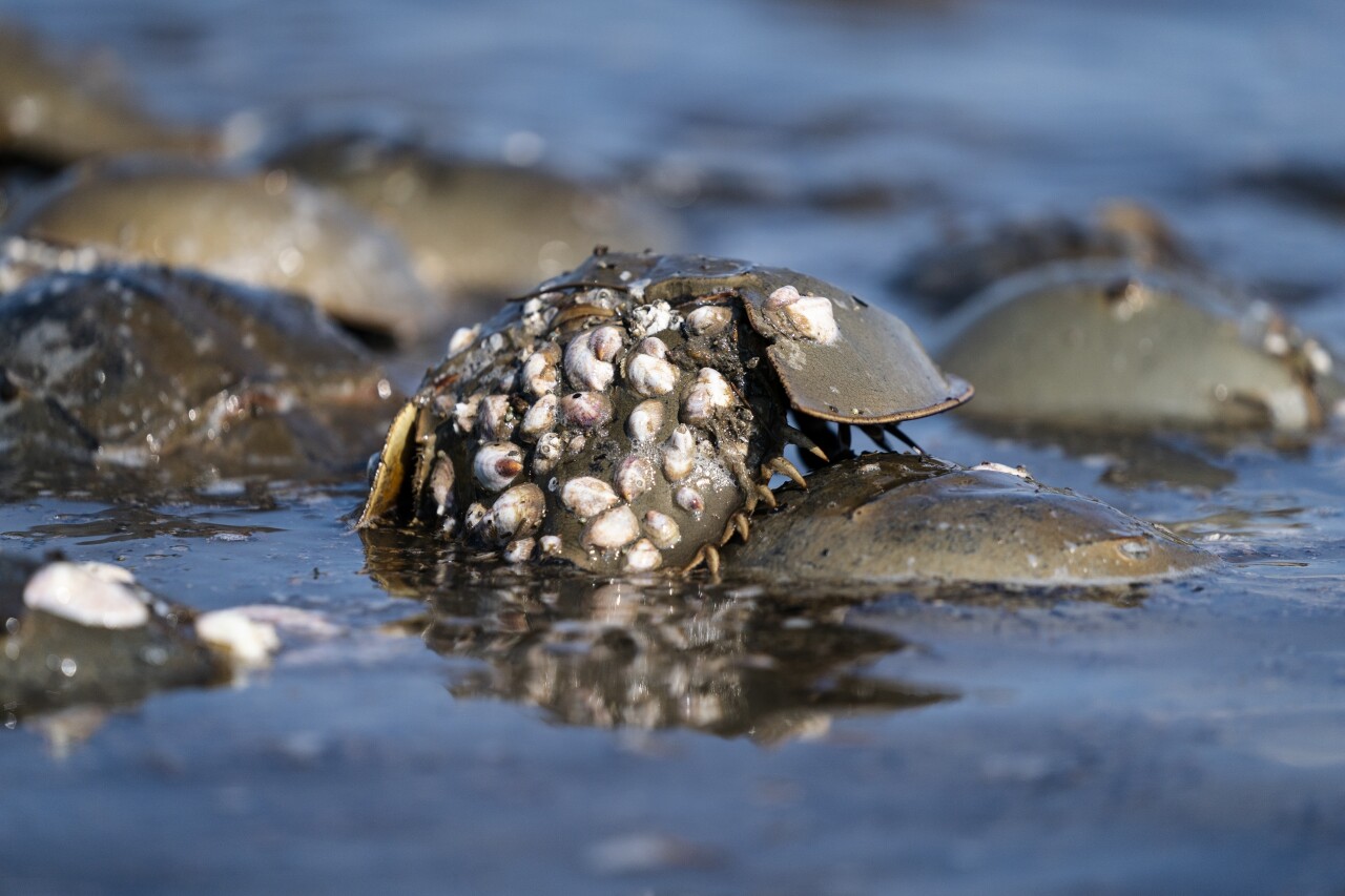 Horseshoe Crab Blood Harvest