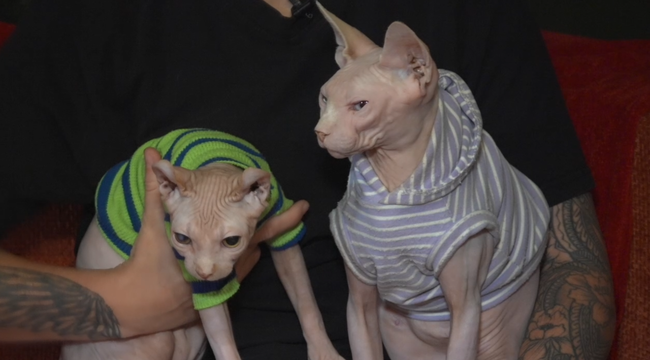 Sphynx cats