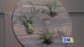 Mrs. Pallet Décor: DIY air plant