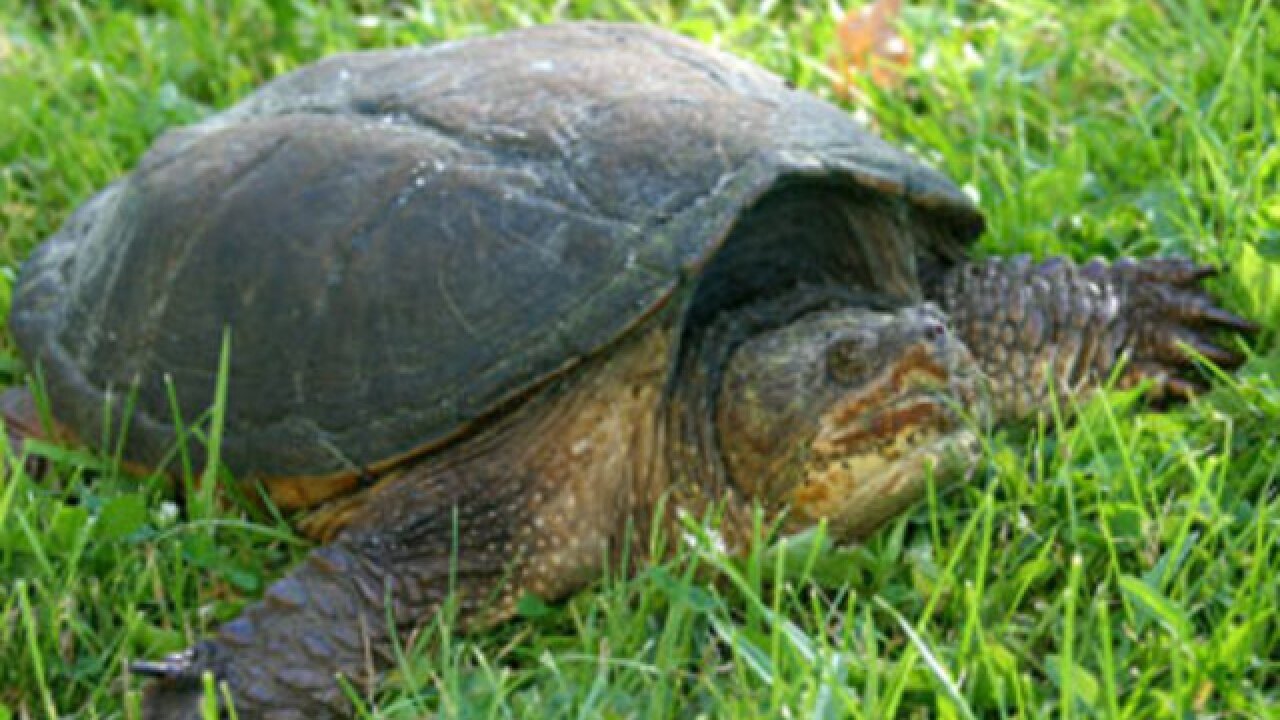 Man Fined For Killing Snapping Turtle With A Pick Axe