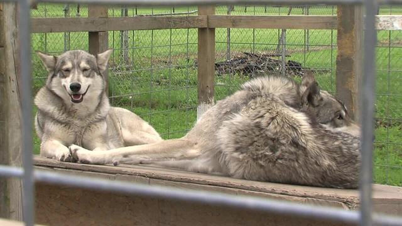 PHOTOS: Muncie man wants to keep wolf-dogs
