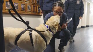 Navy dogs