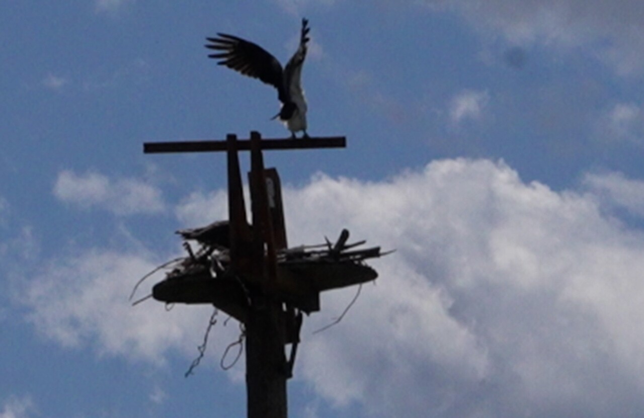 OSPREY 2.jpg