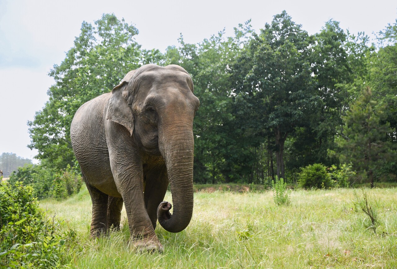 Billie the elephant