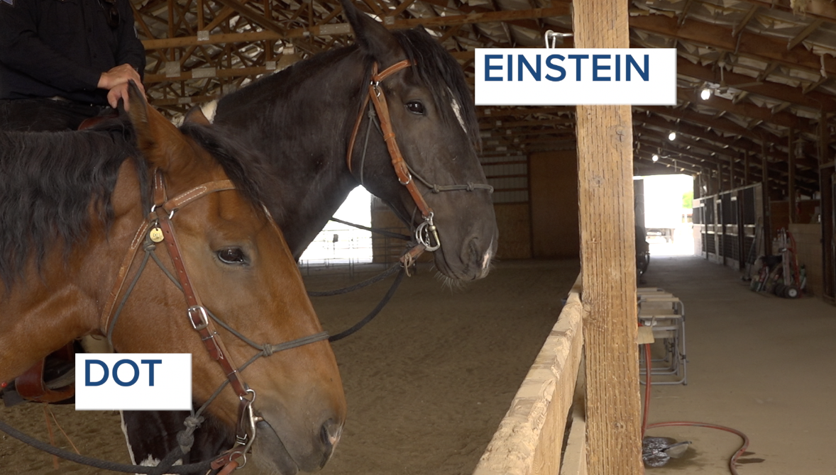 DOT AND EINSTEIN