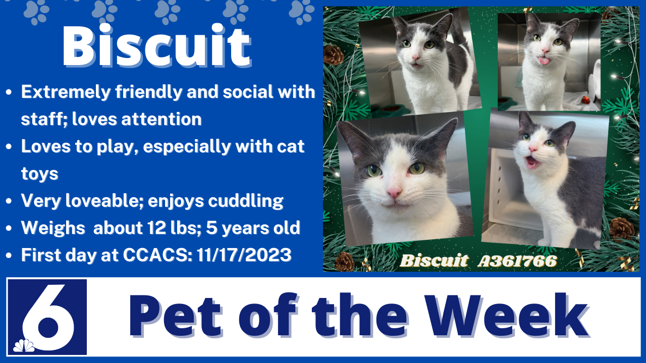 Pet of the Week: Biscuit