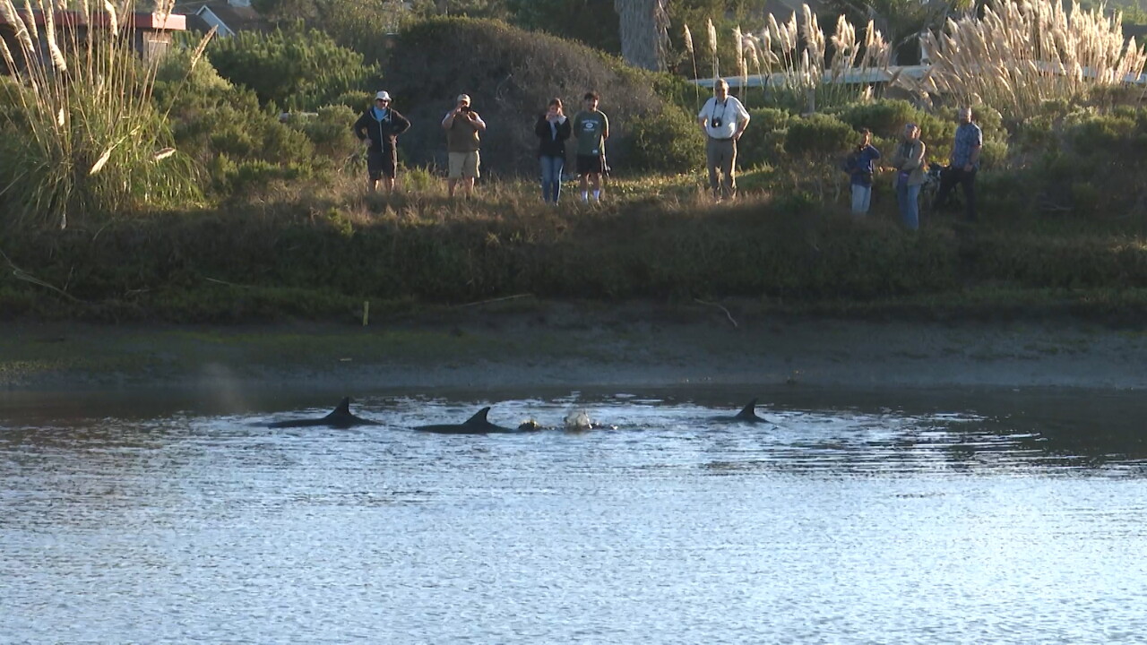 dolphins.jpg