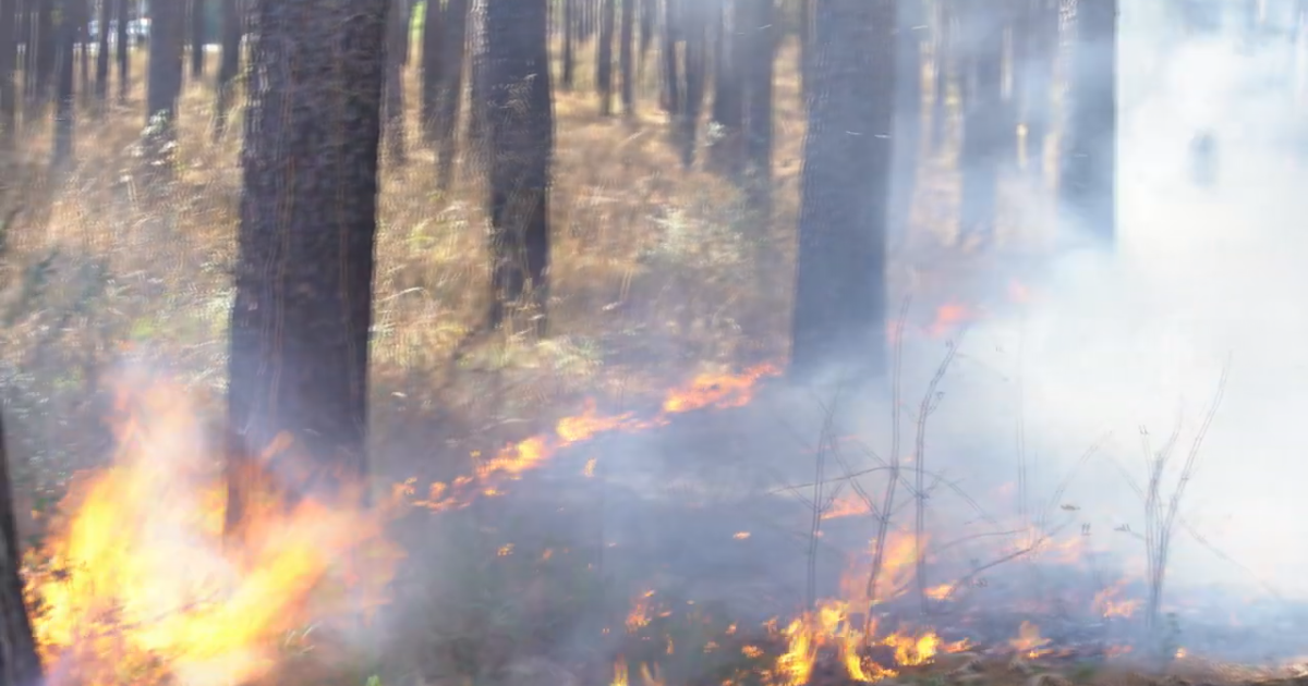 Burn bans popping up as Central Texas firefighters brace for possible wildfires - Vimarsana News