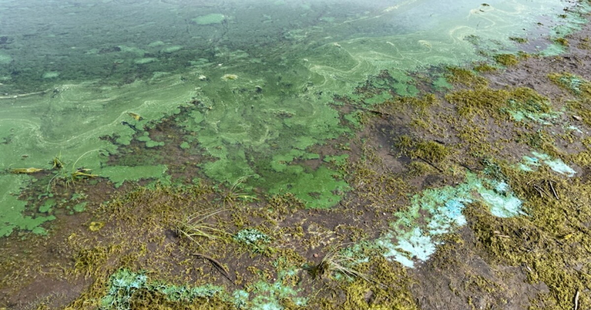 Colorado health officials: Beware of toxic algae blooms across reservoirs, lakes - Vimarsana News