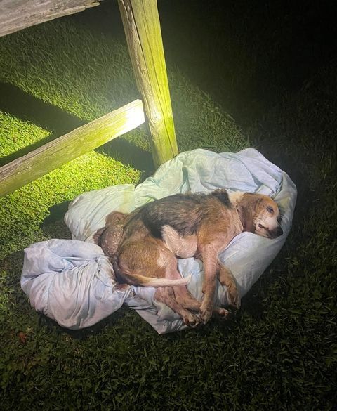 picture of abandoned dog.jpg