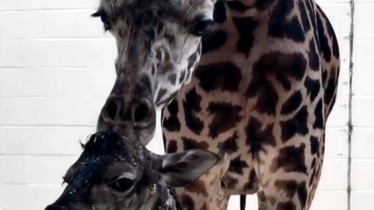 Watch Hour Old Baby Giraffe Tries To Walk At Cincinnati Zoo