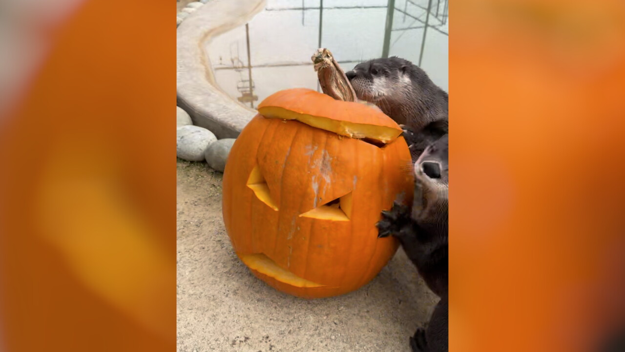 Zoo to You Monster Mash
