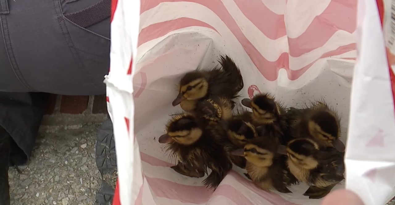 Some of the ducklings sitting in Target bag