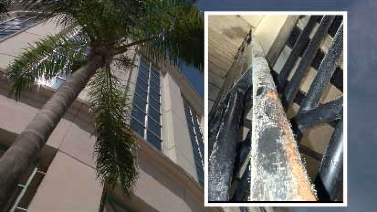 Palm Beach County employees working in a downtown West Palm Beach office building say mold has been growing for months — and question whether their employer is doing enough to fix it.