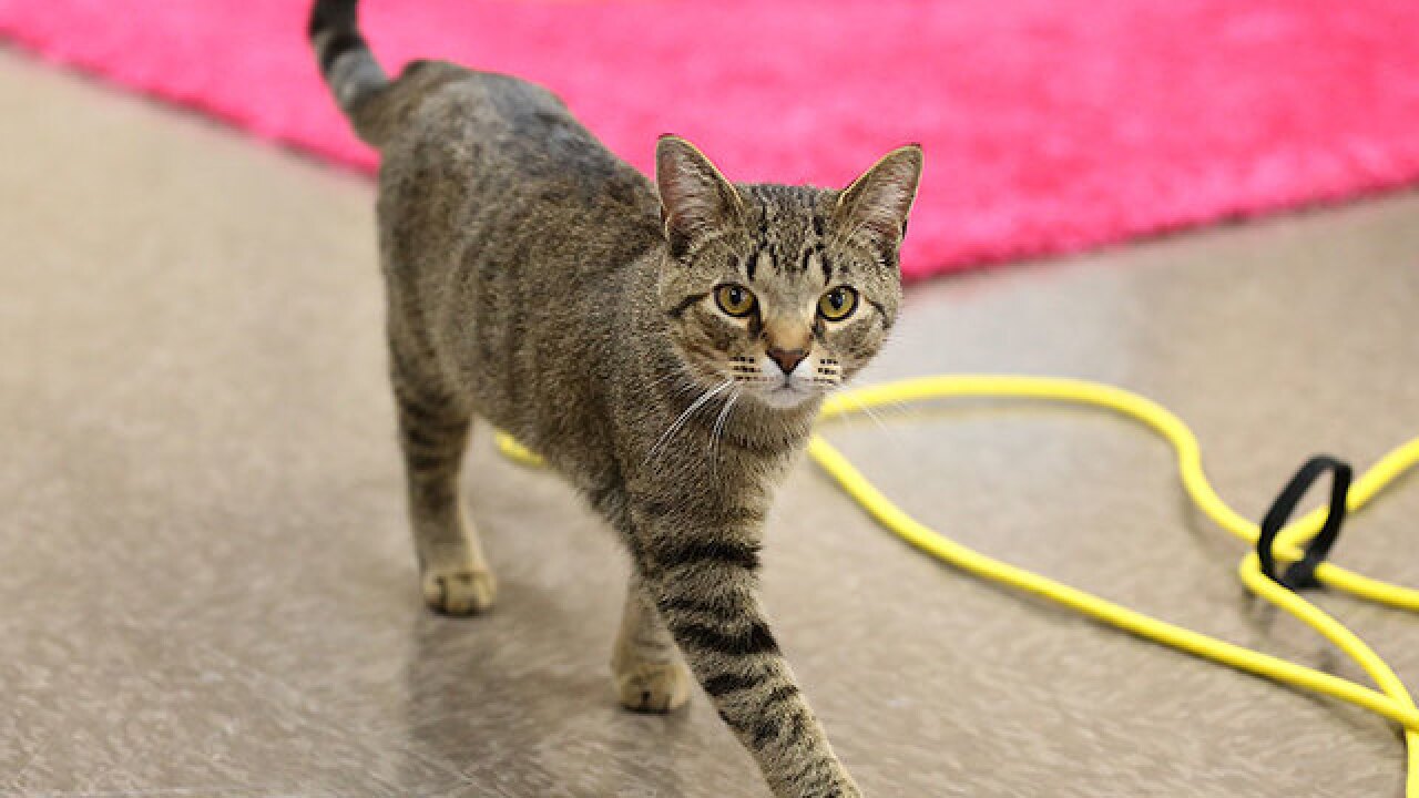 Kitty Brew Cat Cafe in Mason close to reaching goal of 400 Kitty Brew Cat Cafe in Mason close to reaching goal of 400