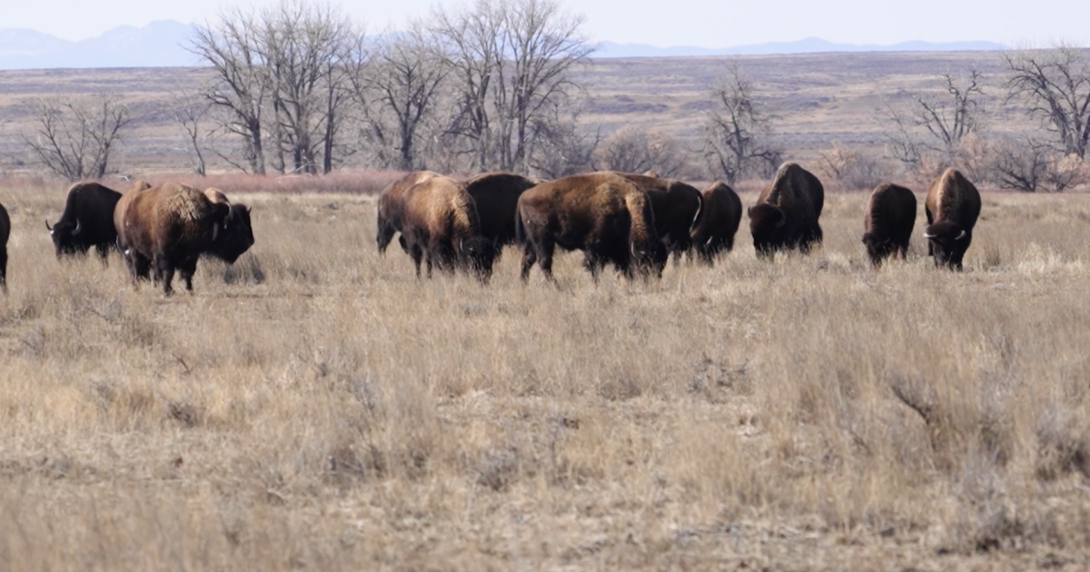 Conservation group challenges federal decision on Montana bison grazing permits