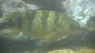 Weather causing yellow perch shortage