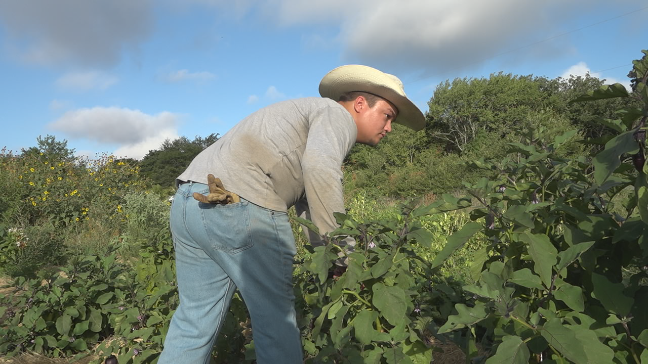 Ronin worker picking eggplant midday