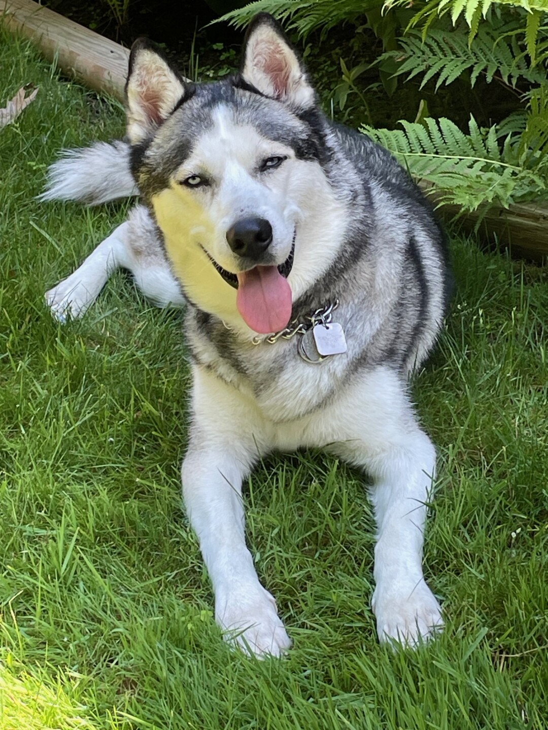 Dog walking forecast