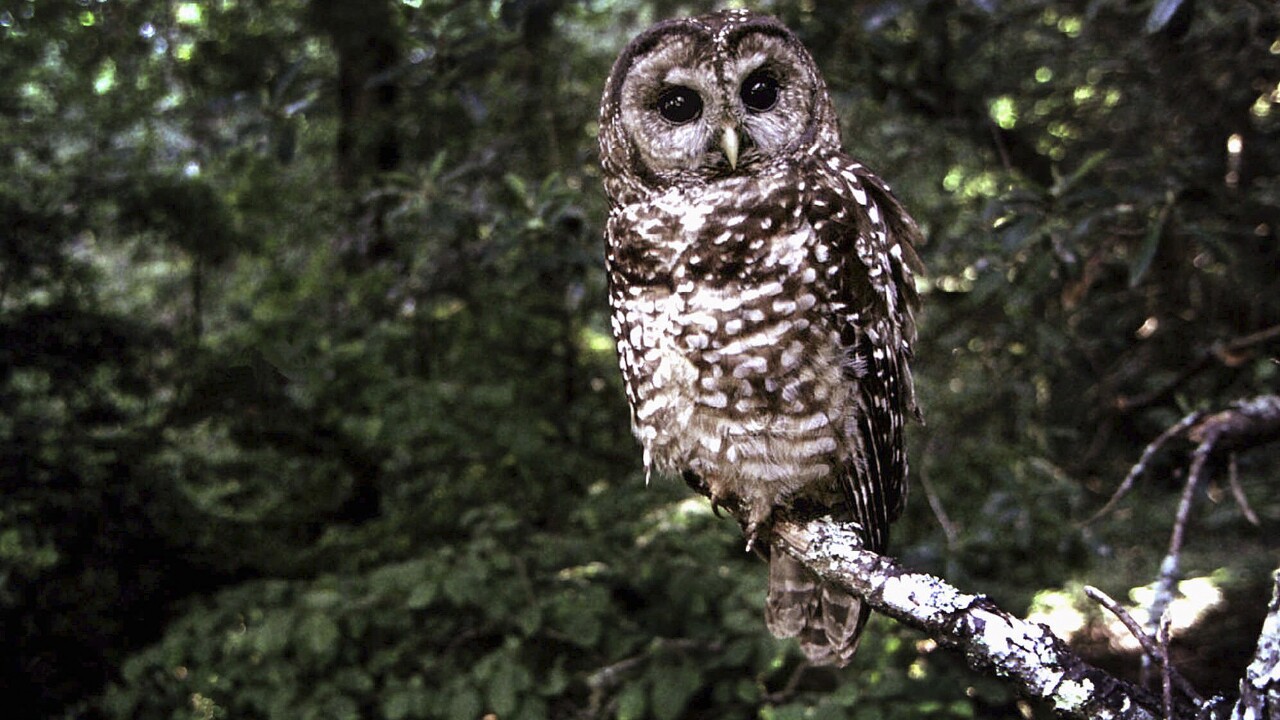 California Spotted Owl Protection